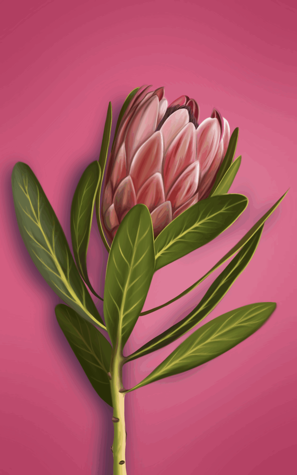 Protea